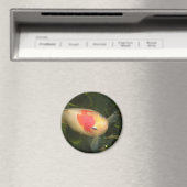 Goldfish Magnet (Insitu (Vaatwasser))