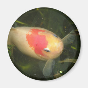 Goldfish Magnet