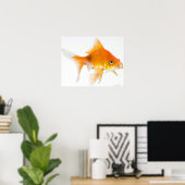 Goldfish op witte achtergrond poster (Thuiskantoor)