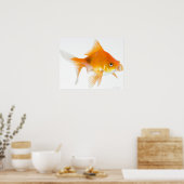 Goldfish op witte achtergrond poster (Keuken)