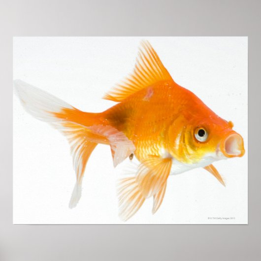 Goldfish op witte achtergrond poster (Voorkant)