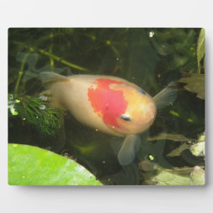 Goldfish Plaque Fotoplaat