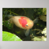Goldfish print (Voorkant)