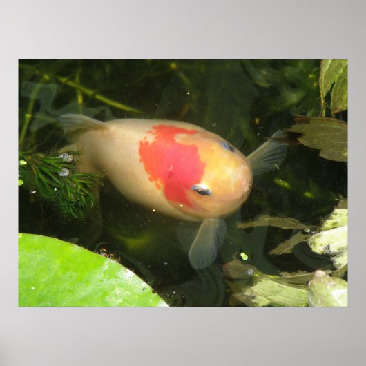 Goldfish print (Voorkant)