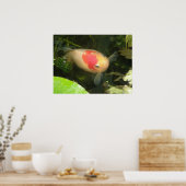 Goldfish print (Keuken)