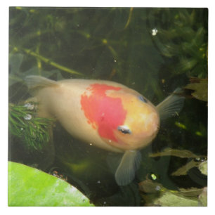 Goldfish Tile Tegeltje