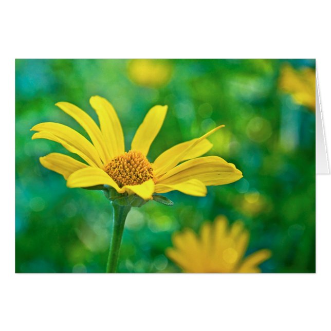 Goldie (Voorkant Horizontaal)