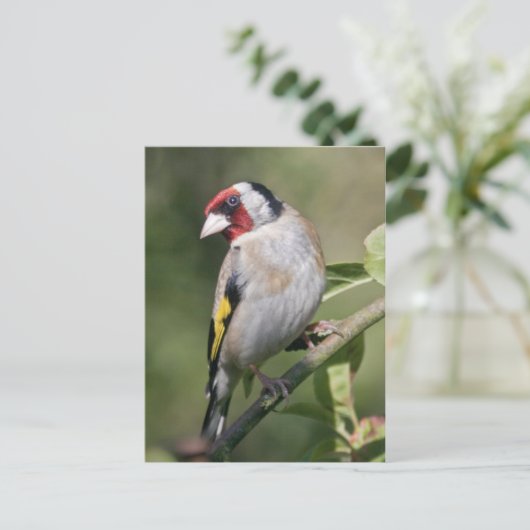 Goldie Briefkaart (Staand voorkant)