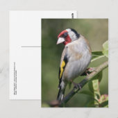 Goldie Briefkaart (Voorkant / Achterkant)