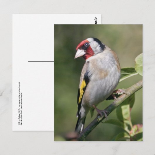 Goldie Briefkaart (Voorkant / Achterkant)