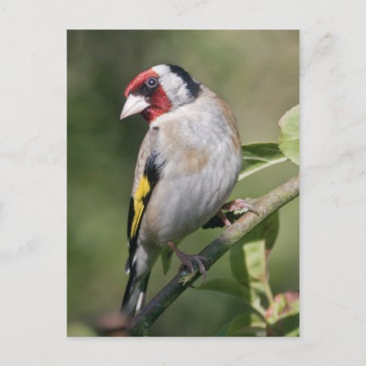 Goldie Briefkaart (Voorkant)