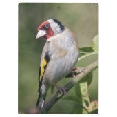 Goldie Clipboard Klembord (Achterkant)