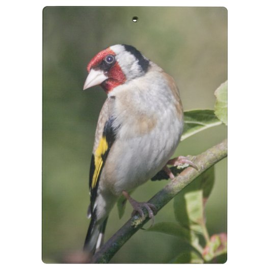 Goldie Clipboard Klembord (Achterkant)