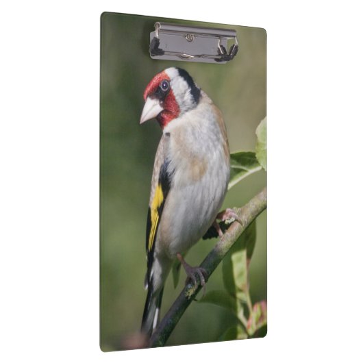 Goldie Clipboard Klembord (Rechts)