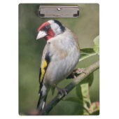 Goldie Clipboard Klembord (Voorkant)