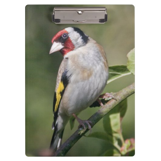 Goldie Clipboard Klembord (Voorkant)