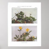 Goldthread - Coptis trifolia Poster (Voorkant)