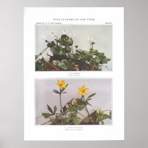 Goldthread - Coptis trifolia Poster