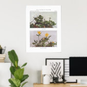 Goldthread - Coptis trifolia Poster (Thuiskantoor)