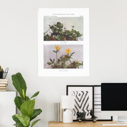 Goldthread - Coptis trifolia Poster (Thuiskantoor)