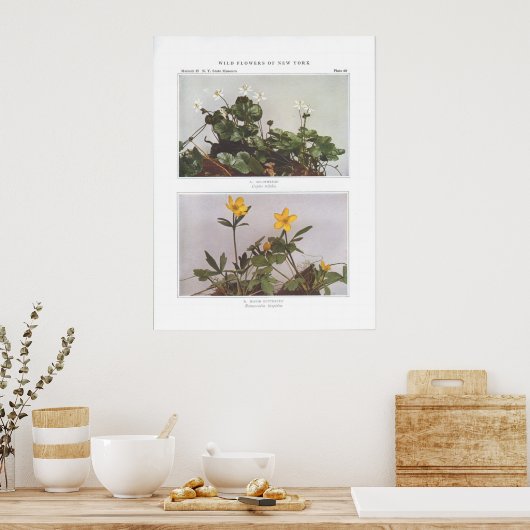 Goldthread - Coptis trifolia Poster (Keuken)