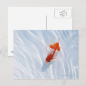 Goldvis 5 briefkaart (Voorkant / Achterkant)