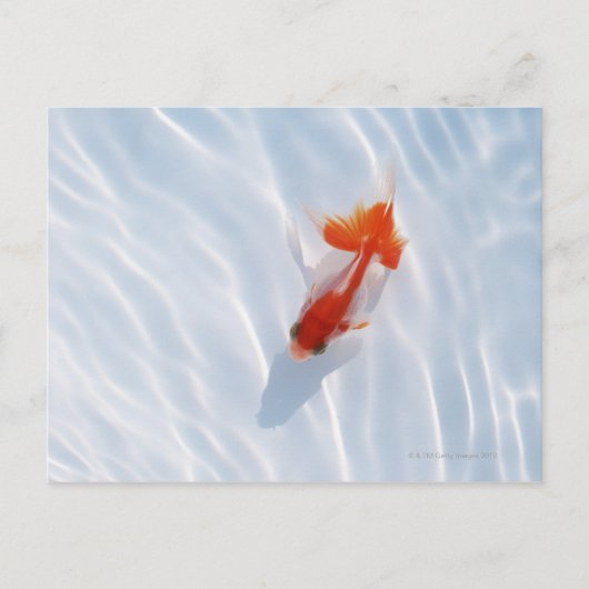 Goldvis 5 briefkaart (Voorkant)