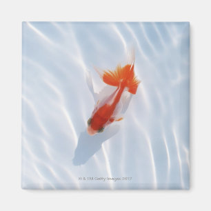 Goldvis 5 magneet