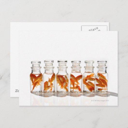 Goldvis Briefkaart (Voorkant / Achterkant)