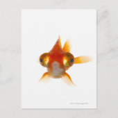 Goldvis met ogen 2 briefkaart (Voorkant)