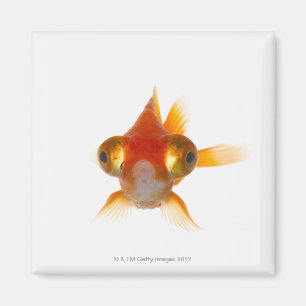 Goldvis met ogen 2 magneet