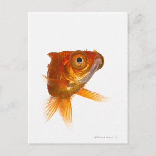 Goldvis met ogen 3 briefkaart (Voorkant)