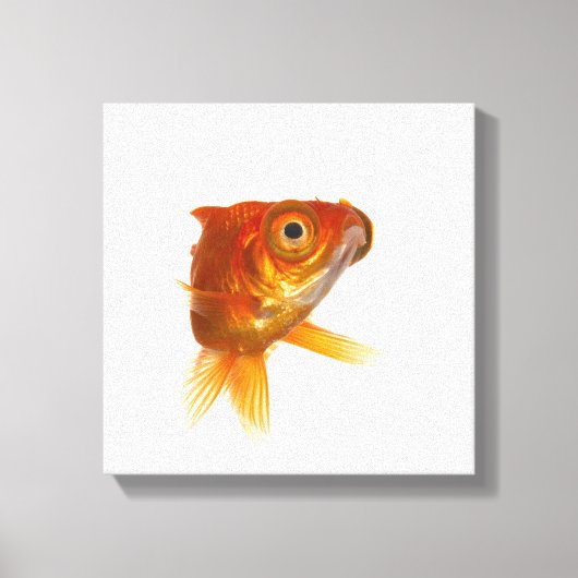 Goldvis met ogen 3 canvas afdruk (Voorkant)
