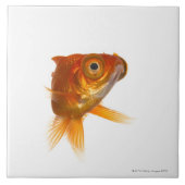 Goldvis met ogen 3 tegeltje (Voorkant)