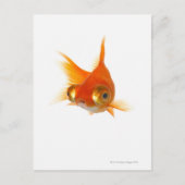 Goldvis met ogen briefkaart (Voorkant)
