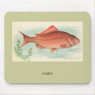 Goldvis Muismat