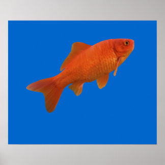 Goldvis Poster