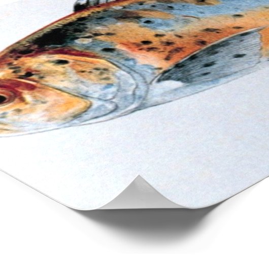 Goldvisportefeuille Poster (Hoek)