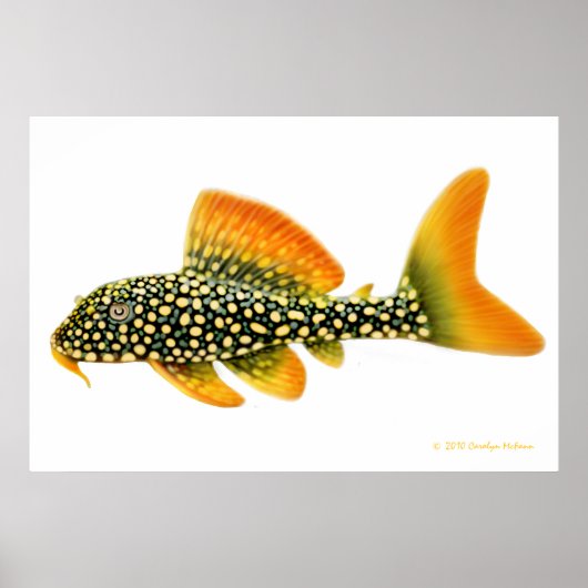 Goldy Pleco Fish Print (Voorkant)