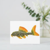 Goldy Sunshine Pleco Briefkaart (Staand voorkant)
