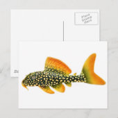 Goldy Sunshine Pleco Briefkaart (Voorkant / Achterkant)