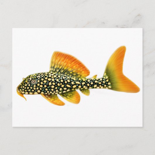 Goldy Sunshine Pleco Briefkaart (Voorkant)