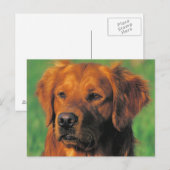 Golen Retriever briefkaart (Voorkant / Achterkant)