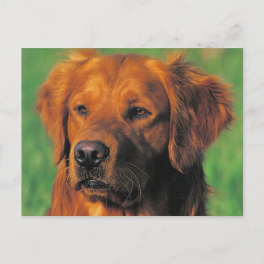 Golen Retriever briefkaart (Voorkant)