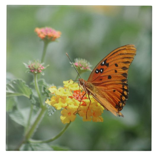 Golf fritiljarievlinder uitgestrekt  tegeltje (Voorkant)