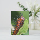 Golf Fritillary Butterfly Caterstrand Briefkaart (Staand voorkant)