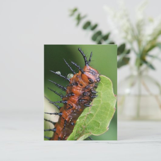 Golf Fritillary Butterfly Caterstrand Briefkaart (Staand voorkant)