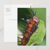 Golf Fritillary Butterfly Caterstrand Briefkaart (Voorkant / Achterkant)