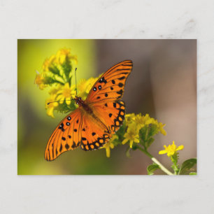 Golf Fritillary ook bekend als Passievlinder op Gu Briefkaart
