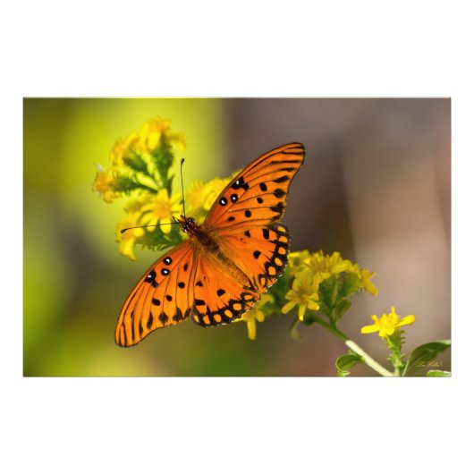 Golf Fritillary ook bekend als Passievlinder op Gu Foto Afdruk (Voorkant)